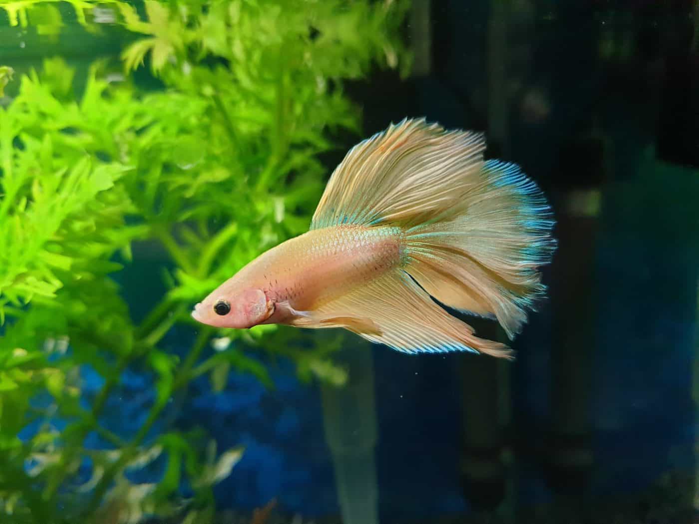 What Fish Can Live With Bettas: The Ultimate Compatibility Guide
