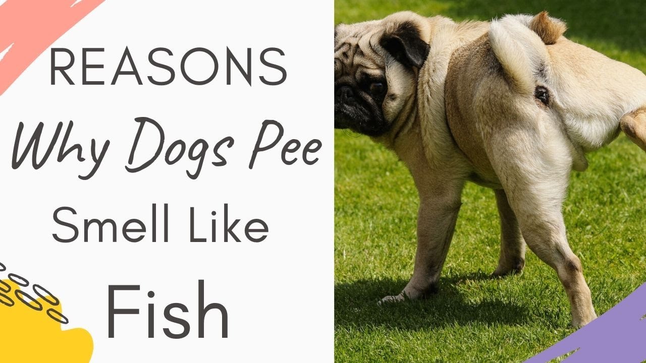Why Does My Dog Smell Like Fishy? Understanding the Fishy Odor in Dogs