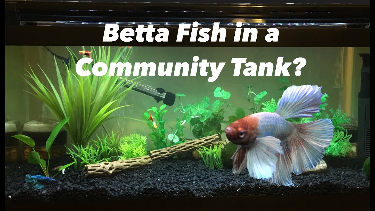 Can Betta Fish Live with Other Fish in the Sea?