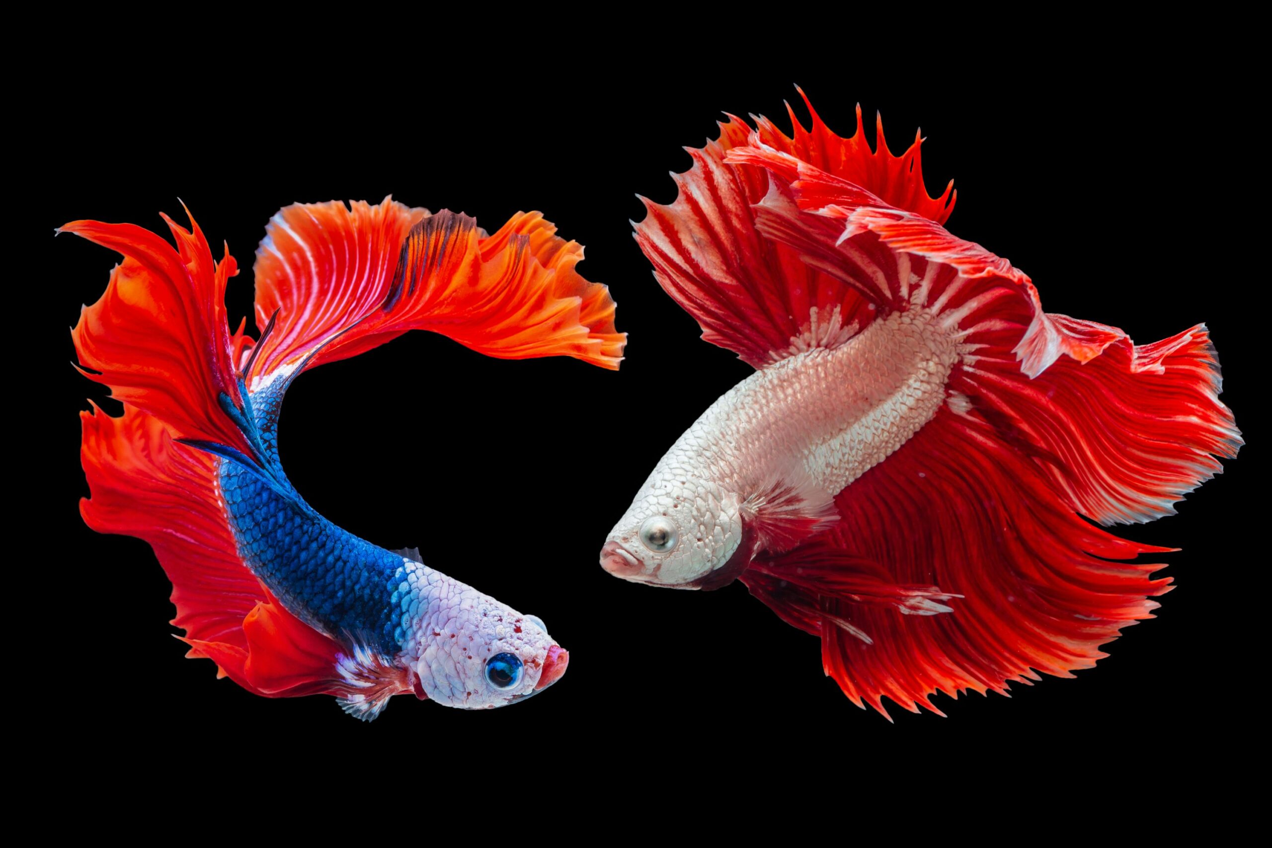 Fish Wallpaper Ideas 2025: Transform Your Space with Aquatic Elegance
